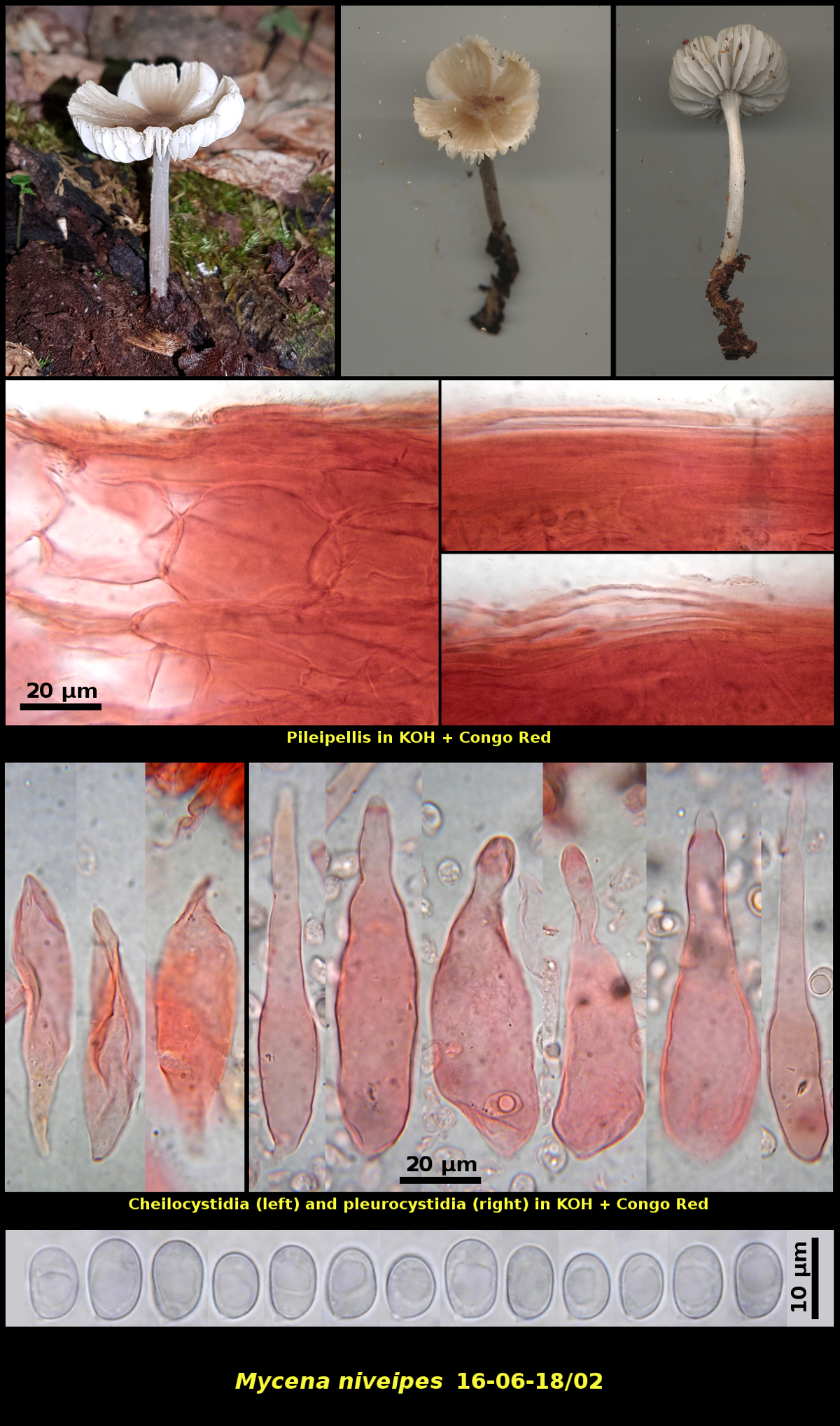 Picture of Mycena niveipes, including basidiomata, pileipellis, cheilocystidia and basidiospores